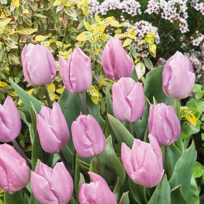 Homebase Tulip Collection Patio Planter 3L