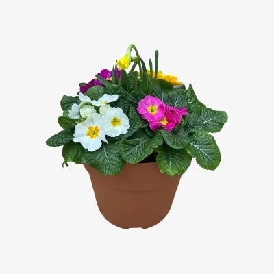 Homebase Primrose & Narcissus Tete-a-Tete Terracotta Coloured Mayca 23cm Planter Spring