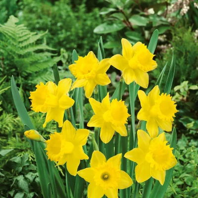 Homebase Daffodil Narcissus Collection Patio Planter 3L