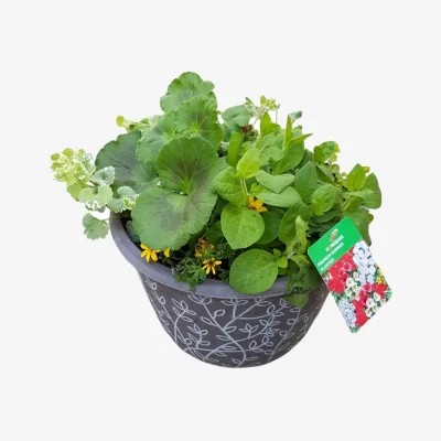 Homebase Mixed Premium Summer Planter 30cm