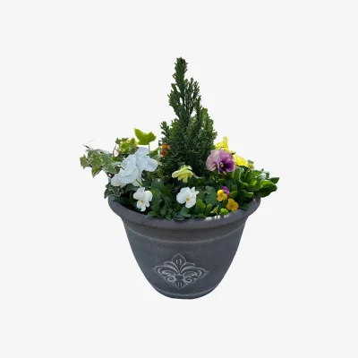 Homebase Viola, Pansy or Bellis mixed Premium Planter 30cm Spring