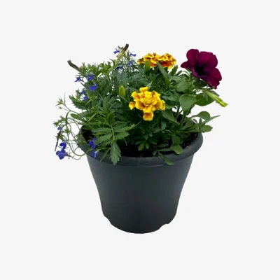 Homebase Mixed Ibiza Planter 21cm Summer Bedding Plants