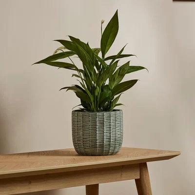 IO Living Gailey Plant Pot Small Lichen