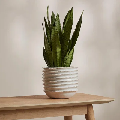 IO Living Mossy Plant Pot Medium Off White
