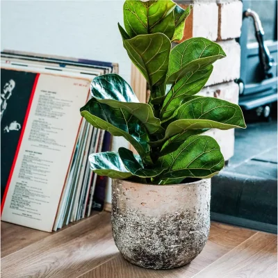 John Lewis Ivyline Albero Indoor Ceramic Planter, Natural