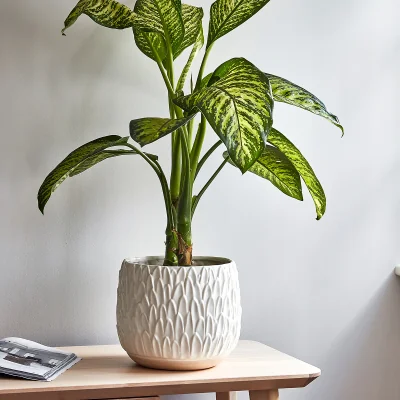 La Redoute 16.5cm Arles Leaf Embossed Small Planter