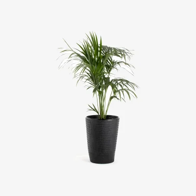 La Redoute Orus Solid Mango Plant Pot, H59cm