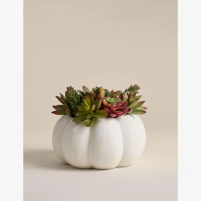 Marks & Spencer Moss & Sweetpea Artificial Succulents in Concrete Pot - White, White