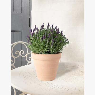 Marks & Spencer M&SButterflyLavenderPlanter