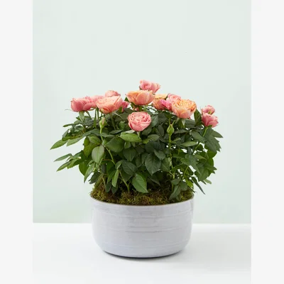 Marks & Spencer M&S Speciality Rose Planter