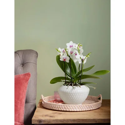 Marks & Spencer M&S Miniature Orchid Planter