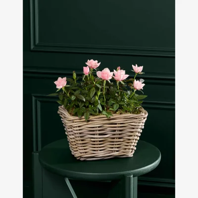 Marks & Spencer M&S Luxury Holly Planter (Delivery from 9th&nbsp;November&nbsp;2021)