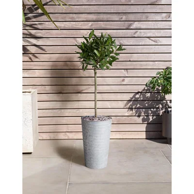 Marks & Spencer M&S Baytree Planter With Slate