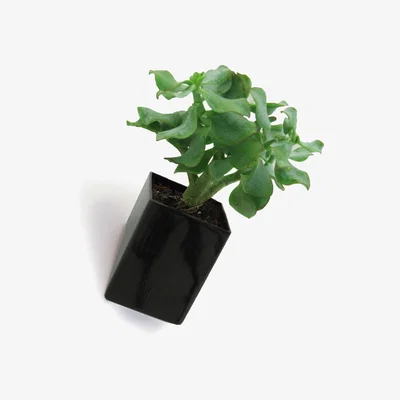 Made in Design Off the wall Wall flowerpot - Small / Wall fixation - D 8 cm by Thelermont Hupton Black