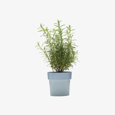 Made in Design Slim Flowerpot - Oval - Integrated under-plate by Pa Design Blue