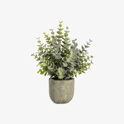 Olivia's Gallery Direct Eucalyptus With Rustic Grey Pot / Large