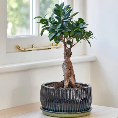 Olivia's Ivyline Set of 2 Round Reactive Glaze Bonsai Planters in Emerald | Outlet