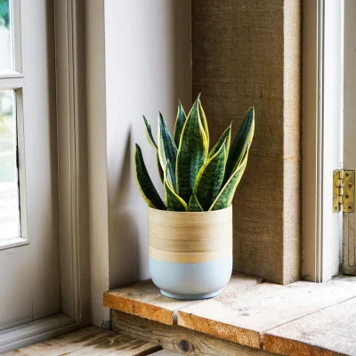 Olivia's Ivyline Bamboo Planter in Grey
