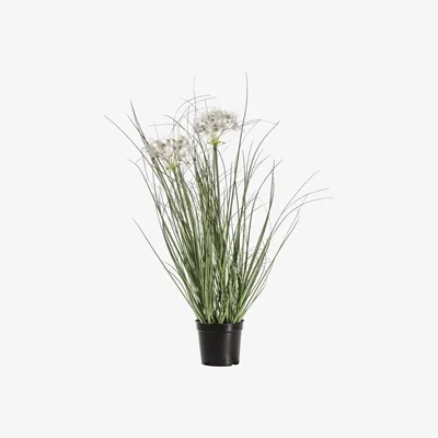 Pagazzi Potted Yellow Grass Heads