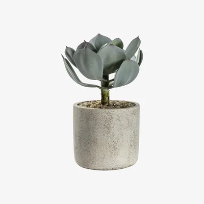 Pagazzi Potted Echeveria with Cement Pot