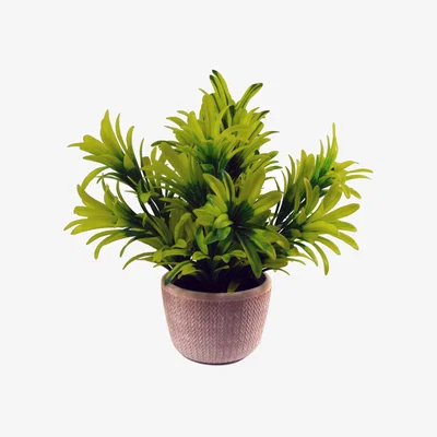 The Range Mini foliage plant in Ceramic terracotta pot - Honey Light