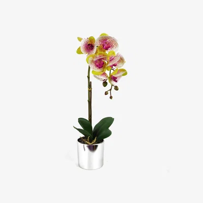 The Range Artificial Orchid Harlequin Pink with Silver Pot - Harlequin Pink Silver