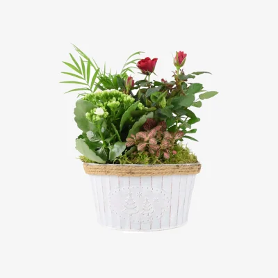 The Range Christmas Indoor Plant Display - Festive Zinc Planter with Seasonal Plants - Green, Red, White