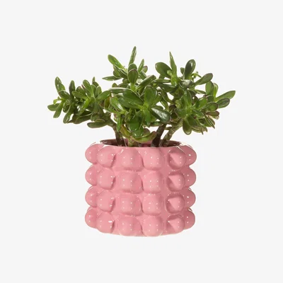 The Range Stoneware Indoor Bobble Plant Pot - Pink