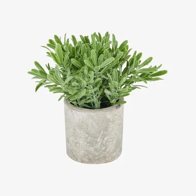 The Range Elegant Buxus Plant In Stone Effect Pot - Green