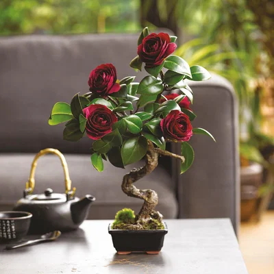 The Range Artificial Ruby Camellia Bonsai Tree Plant in Planter - Ruby