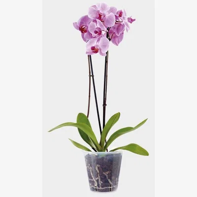 The Range Clear Orchid Pot Plastic Orchid Flower Plant Pot 13cm - Clear / 1
