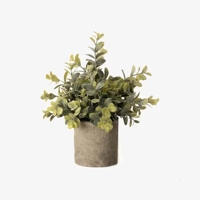 The Range Eucalyptus Plant In Stone Effect Pot - Green