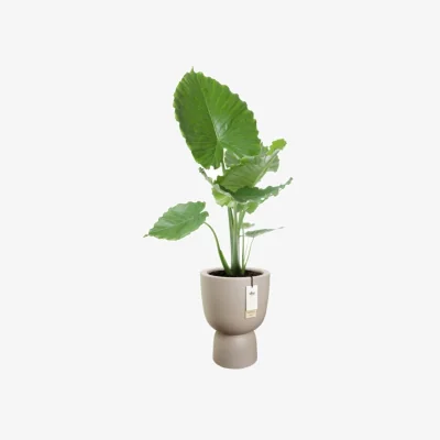The Range Elho Amber Coupe 35 Indoor and Outdoor Plant Pot - Beige