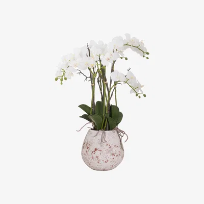 The Range Large Stone Potted Orchid With Roots - White