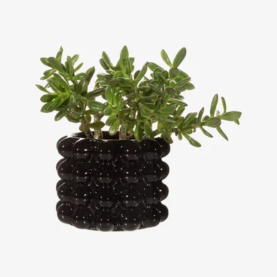 The Range Stoneware Indoor Bobble Plant Pot - Black