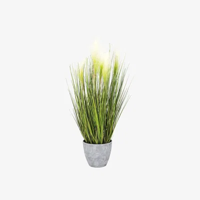 The Range Bulrush in Grey Pot