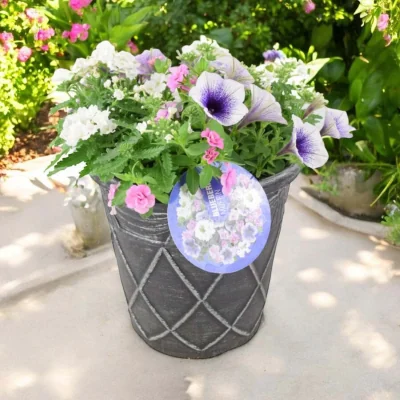 The Range Blueberry Muffin Themed Flowering Gift Container - 23cm Patio Planter - Blue Purple Pastel Mix