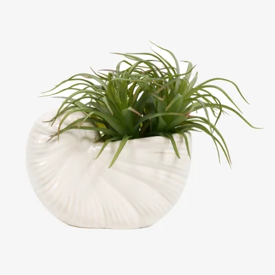 The Range Succulent in Conch Shell Pot - White