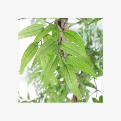 The Range Dyzi Artificial Tree With Natural Wood Trunk Planter 140cm - Green