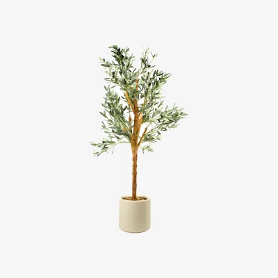 The Range Olive Tree in Pot