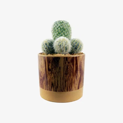 The Range 20cm Artificial Cactus Arrangement in Ceramic Planter - Brown Print