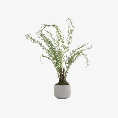 The Range Boston Large Potted Fern Indoor Plant - Green