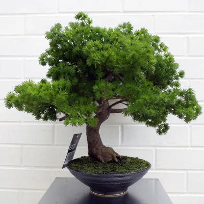 The Range 50cm Artificial Luxury Pine Bonsai in Black Ceramic Planter - Green