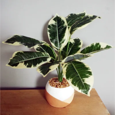 The Range 40cm Variegated Artificial Pothos Plant in Hand-Painted Cement Planter - Green