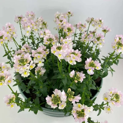The Range Nemesia Wisley Vanilla in Olive Bowl Fragrant Outdoor Patio Planter - White to vanilla cream flowers with green foliage