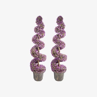 The Range Purple Large Leaf Spiral Trees with Decorative Planter - Purple Pair / 120cm