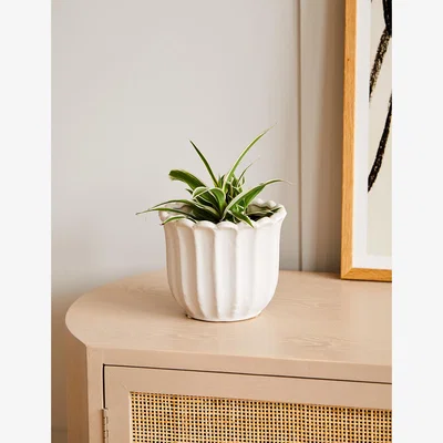 Rose & Grey Off-White Tulip Plant Pot
