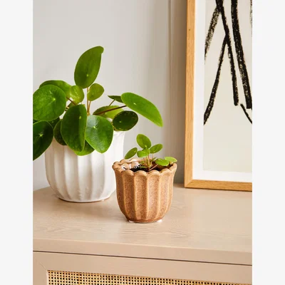 Rose & Grey Small Light Brown Tulip Plant Pot