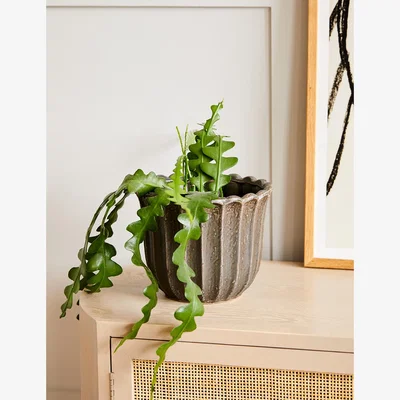 Rose & Grey Earthy Brown Tulip Plant Pot