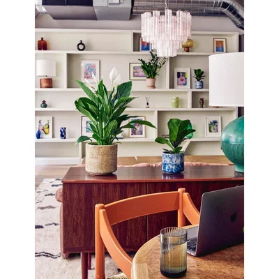Soho Home Peace Lily & Fractured Beige Pot